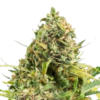 Order Trainwreck marijuana seeds 3 Trainwreck