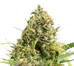 Order Trainwreck marijuana seeds