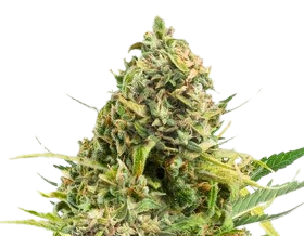 Order Trainwreck Marijuana Seeds