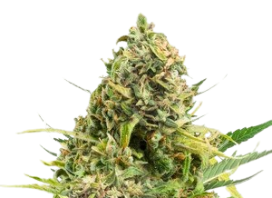 Order Trainwreck marijuana seeds 1 Trainwreck