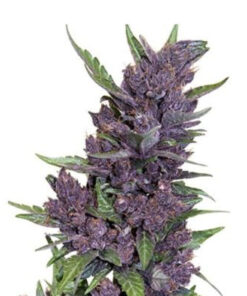 Auto Purple Kush Seeds