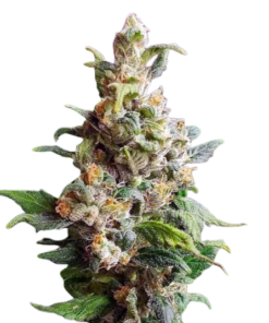 Auto Super Lemon Haze Seeds