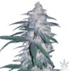 Blue Dream Marijuana Seeds 3 Blue Dream Marijuana Seeds
