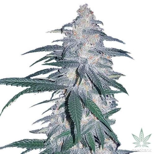 Blue Dream Marijuana Seeds 1 Blue Dream Marijuana Seeds