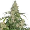 Order Critical Mass Seeds 2 Critical Mass Seeds