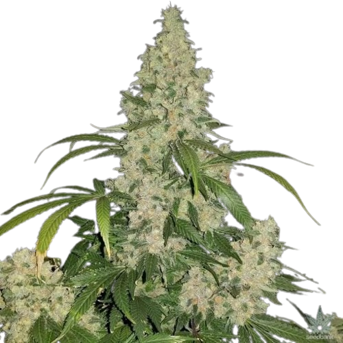 Order Critical Mass Seeds 1 Critical Mass Seeds