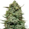 Girl Scout Cookies Seeds (GSC) 3 Girl Scout Cookies Seeds Gsc