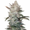 Order True OG Kush Seeds 2 Order True Og Kush Seeds
