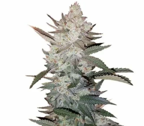 Order True OG Kush Seeds 1 Order True Og Kush Seeds