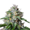 Skywalker OG Seeds for sale 2 Skywalker Og Seeds For Sale