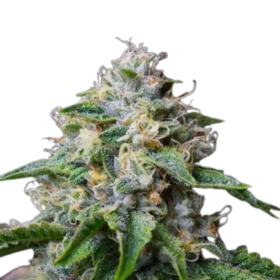 Skywalker Og Seeds For Sale