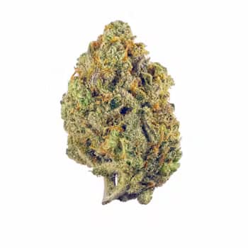 "Buy Fresh Super Lemon Haze Strain - Sweet Fruit & Citrus Cannabis" 1 Buy Super Lemon Haze