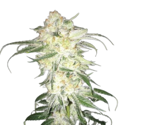 Afghan Kush Seeds Orders 1 Afghan Kush Seeds