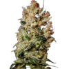 Agent Orange Marijuana Seeds 3 Agent Orange Seeds