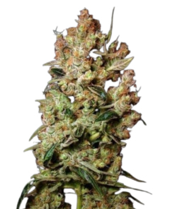 Agent Orange Marijuana Seeds