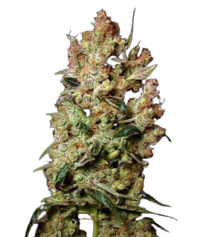 Agent Orange Marijuana Seeds 1 Agent Orange Seeds