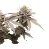 Dynamite Diesel Cannabis Seeds