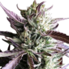 Gelato Marijuana Seeds For Sale 3 Gelato Seeds