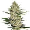 Buy Hindu Kush Seeds 2 Hindu Kush Seeds