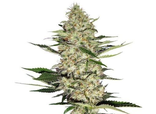Buy Hindu Kush Seeds 1 Hindu Kush Seeds