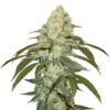 OG Kush Seeds 3 Og Kush Seeds