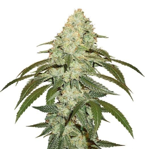 OG Kush Seeds 1 Og Kush Seeds