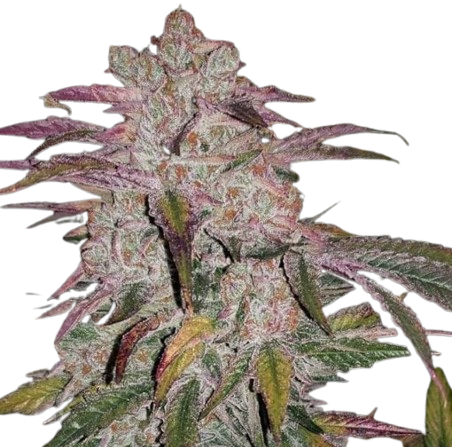 Purchase Purple Thai Seeds 1 Purple Thai Seeds