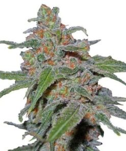 Our Purple Urkle Seeds