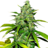 Stardawg Cannabis Seeds Sales 2 Stardawg Seeds