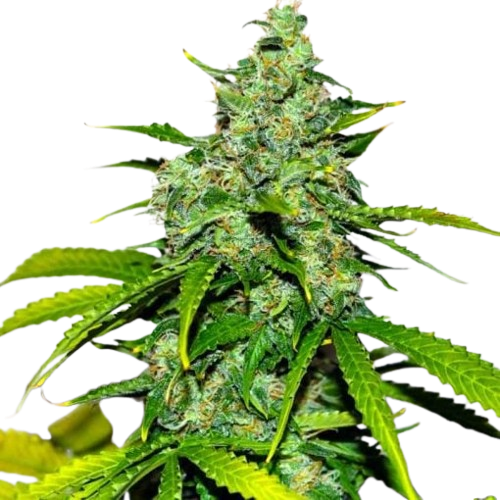 Stardawg Cannabis Seeds Sales 1 Stardawg Seeds
