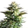White Fire Alien Kush Seeds 3 White Fire Alien Kush Seeds