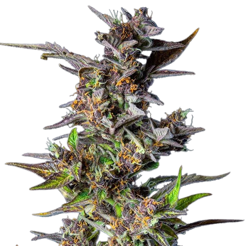 Watermelon Auto 1 Watermelon Auto