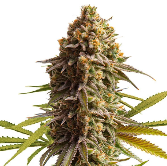 Order Wedding Cake Auto 1 Order Wedding Cake Auto