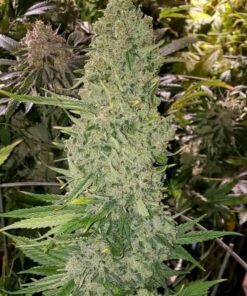 Gorilla Glue #4 Seeds