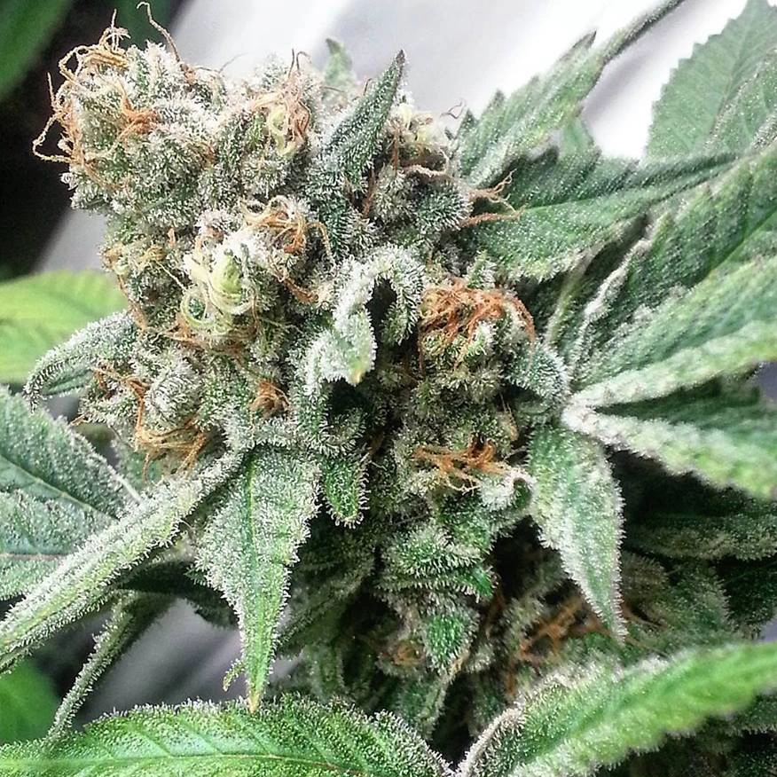 72 Virgins IBL (F) 1 72 Virgins Ibl F