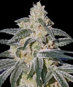 Afghan Hash Plant (R)