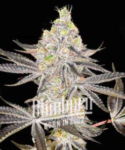 Alien Cookies X Kush Mints (F)