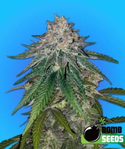 Zkittlez Gum Bomb (F)