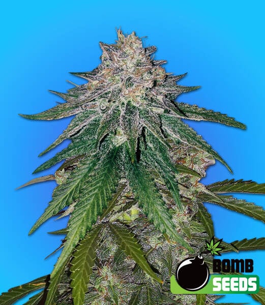 Zkittlez Gum Bomb (F) 1 Zkittlez Gum Bomb F